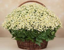 Цветочная композиция из Ромашки в корзине #REPLACE_PRED# Кулой