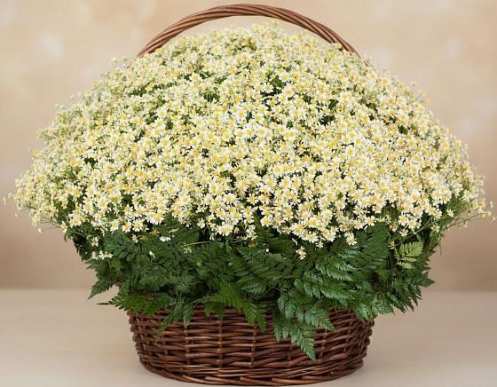 Цветочная композиция из Ромашки в корзине в Кулой