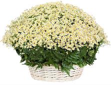 Цветочная композиция из Ромашки в корзине #REPLACE_PRED# Кулой